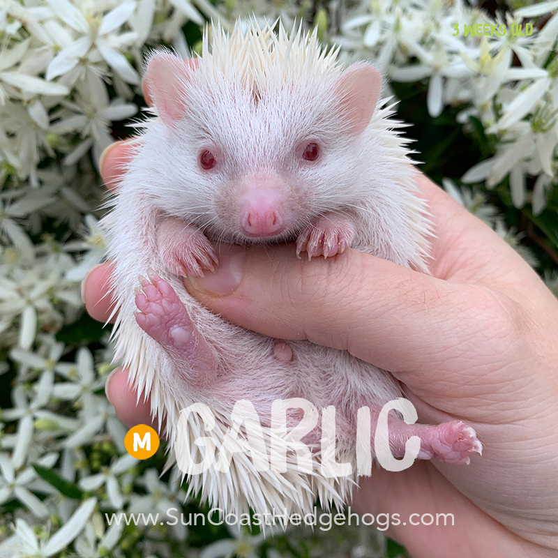 Garlic Albino Male Hedgehog For Sale Sun Coast Hedgehogs,How To Care For Rosemary Plant Outdoors