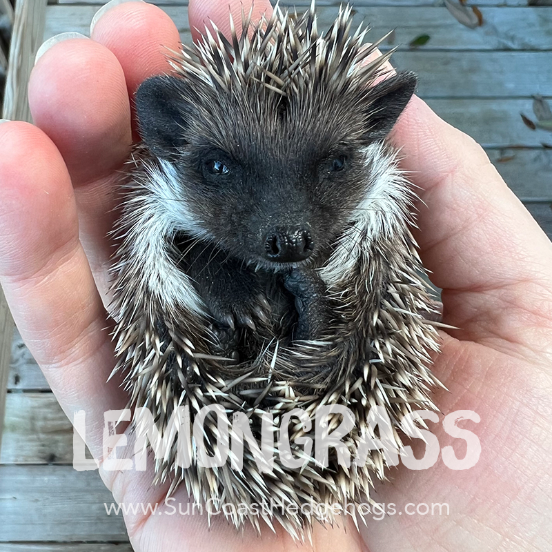 African Pygmy Hedgehog Colors