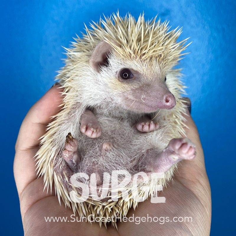 African Pygmy Hedgehog Colors