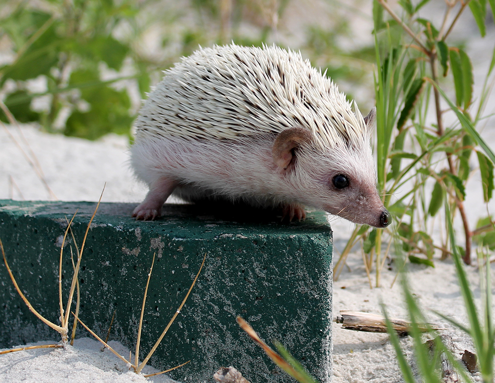Jacksonville Florida Hedgehogs For Sale Sun Coast Hedgehogs Florida Hedgehog Breeder